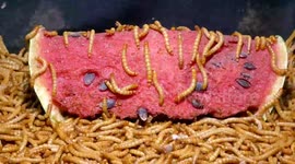 Thousands of mealworms devour watermelon slice in oddly satisfying time-lapse