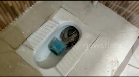 Indian family find monitor lizard hiding in their toilet