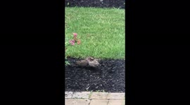 Mourning Dove Mother Feeding Her Chicks in Backyard Heartwarming