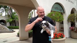 US man who lost his leg in accident adopts double amputee rescue dog and now they both use prosthetics to go for walks