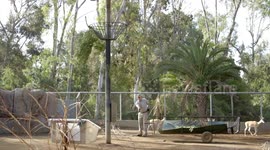 A Baby Giraffe Calf Is Born Six Feet Tall and 146 Pounds
