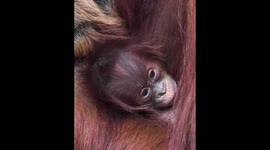 Adorable footage of endangered newborn baby orangutan clinging to mum will melt your heart