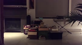 How far and high can Bengal cats leap? Impressive cat abilities