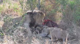 Lion couple have tense argument over food before angry elephant bull chases them away