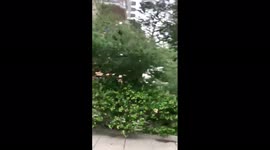 US: Severe Thunderstorm Uproots Tree In Glen Rock, NJ 2