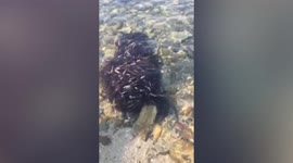 Hundreds of fish swim together forming bizarre ball in sea off Thai island