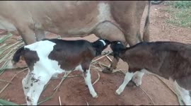 Farmer rejoice as his cow gives birth to twin calves in south india