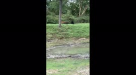 Baloo vs Shere Khan: safari-goers capture rare moment bear charges TIGER