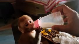 Infant Monkey With Snake Rescuer Vijay Yadav Who Recently Rescued This Injured Monkey Baby After He Got Seperated From His Mother