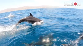 Tourists' up-close encounter with playful dolphins in Baja California, Mexico