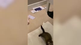 Hilarious moment ferret goes wild with EXCITEMENT as owner walks into room