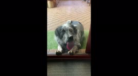 Max the Window Cleaning Dog loves the flavour of clear glass