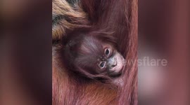 Newborn baby orangutan clings to mum as zoo keepers welcome arrival of one of world’s most endangered primates
