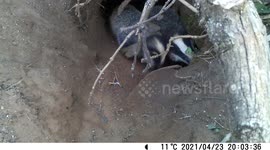 Badger cub who spent his life entangled in plastic waste has died - despite efforts to save him