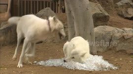 Arctic wolves at San Diego Zoo given piles of ice to cool down during US summer