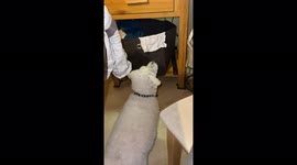 Bichon wants to be friends with the fish...or for dinner