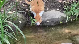 A video of a cute stray cat drinking water