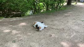 A cute cat that answers the question is rolling around