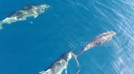 A pod of Dolphins or the Fisherman who will outmatch in their performance in South India?