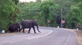 Scared elephants cross road as drivers don't stop and one nearly hits them, in Sri Lanka