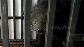 Bearcat trapped and released in Indonesia