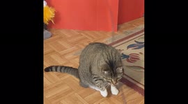 Cat play 71221