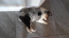 My mini merle aussie Blue has a perfect heart on her leg and rear in her fur