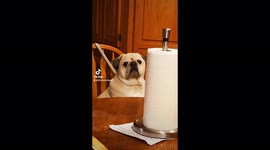 Charming pug caught sitting at the kitchen table while pet sitter prepares dinner
