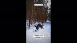 Pack of energetic labrador retrievers chase each other in circles in snowy forest