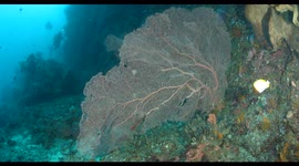 soft coral, coral fan, indonesia, komodo, raja ampat, diving, scuba, underwater, wildlife, nature, ocean,