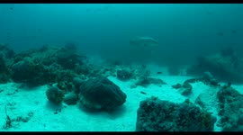 grouper, fish, indonesia, komodo, raja ampat, diving, scuba, underwater, wildlife, nature, ocean,