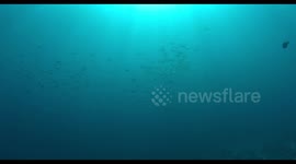 reefscape, coral reef, soft coral, colors, underwater, indonesia, wildlife, batfish, schooling, fish