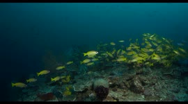 reefscape, coral reef, soft coral, colors, underwater, indonesia, wildlife, sunlight, schooling, fish