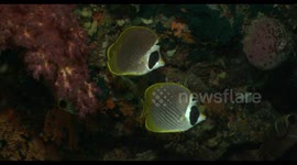indonesia, komodo, raja ampat, diving, scuba, underwater, wildlife, nature, ocean, fish