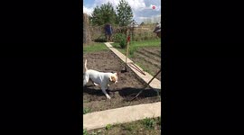 ''I'll Take it From Here, Hooman' - Workaholic Dog Doesn't Want Owner to Work Alone'