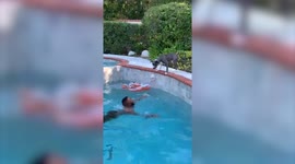 Worried dog, who has never swam before, dives into pool to rescue US owner who he thought was drowning
