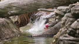 This Tiger Cub Healed Its Broken Leg With Ease!
