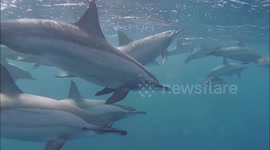 Dozens of friendly dolphins surround swimmer in Egypt