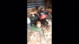 UNBELIEVABLE!! My CHICKS LOVES PLAYING WITH STRANGERS. HERE IS HOW I FEED THEM.