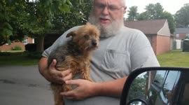 Bella the Yorkshire terrier before and after grooming