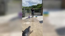 Seal of Approval! Seal predicts England’s victory at the Euro 2020 final