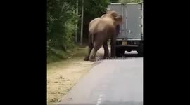 Elephant buddy helps push-start a stranded truck in Sri Lanka