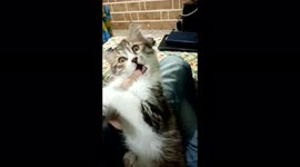 A cute male kitten tries to eat my finger, then slaps the camera
