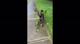 My puppy likes to trace sticks the only problem is that the sticks are way bigger that he is