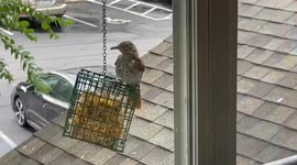 Birds are getting really comfortable with my window set up to photograph them