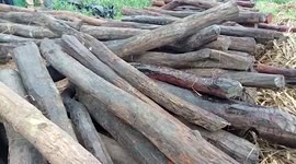 Miscreants sell sandra logs as red sandalwood in southern India