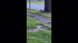 Hilarious video of Squirrel outwitting my cat and LAUGHING at her! WHO SAID ANIMALS DONT HAVE A SENSE OF HUMOR