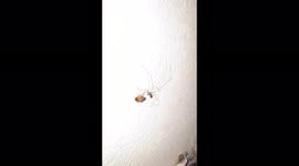 KILLER SPIDER  VS BUG NATURE STUDY /  SPIDER ATTACHING FLY BUG