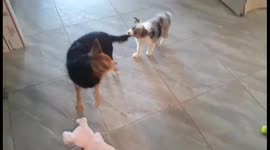 Did I get a puppy or a jack rabbit the way she hops is so darn adorable
