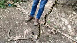Beautiful but deadly: snake expert rescues banded krait from village pond in northeastern India